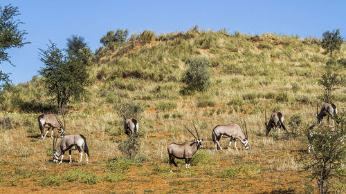 Small group of south african oryx grazing in arid land in kgalagadi transfrontier park, south africa