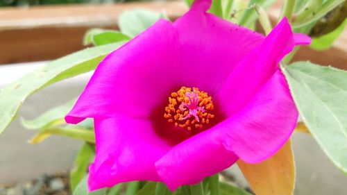 Close-up of pink flower blooming outdoors