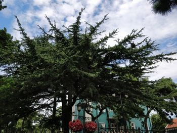 Low angle view of trees against sky