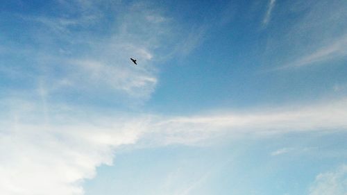 Low angle view of eagle flying in sky