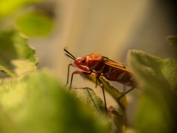 Close-up of insect