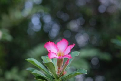 Close-up of pink flowering plant