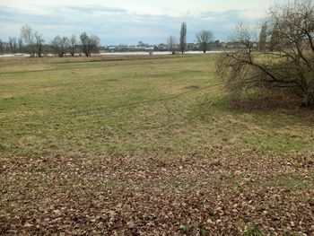 grass