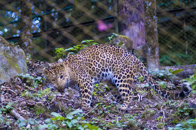animal