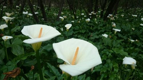 Close-up of flower blooming outdoors