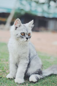 Close-up of a cat looking away