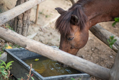 Close-up of a horse