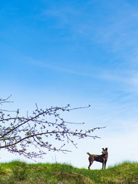 Horses on a field