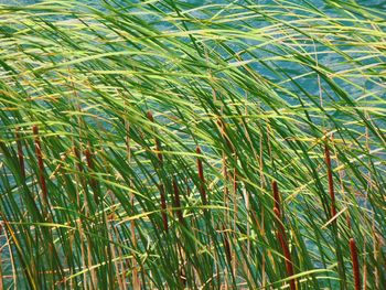 Full frame shot of bamboo plants on field