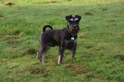 Black dog on field