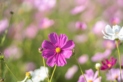 Close-up of pink cosmos flowers