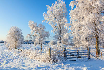 Snow covered trees on field against blue sky