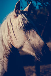 Close-up of a horse