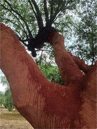 Low angle view of tree trunk