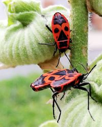 Close-up of ladybug on leaf