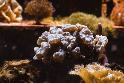 Close-up of coral in sea