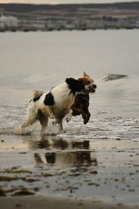 Horse on wet shore at beach