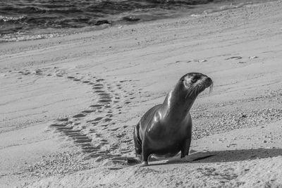 Sea lion on sand at beach