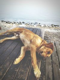 Dog relaxing on beach