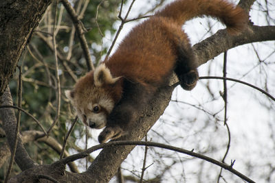 Low angle view of monkey on tree