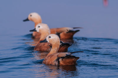 Duck swimming in sea