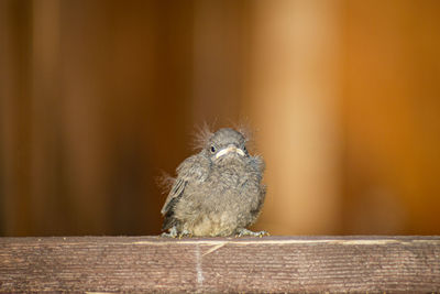 Close-up of a bird