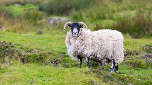 Sheep standing in a field