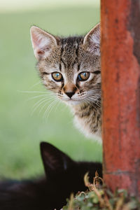 Close-up portrait of tabby cat