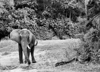 Elephant on tree