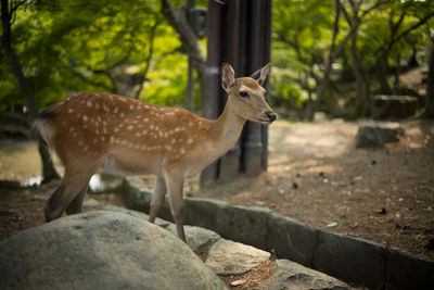 Deer standing on rock in zoo