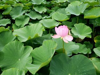 Close-up of pink lotus water lily in lake