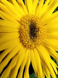 Full frame shot of sunflower