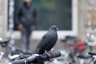 Pigeon perching on bicycle