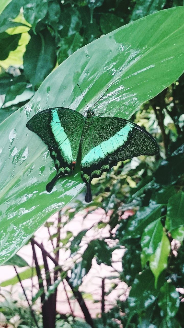 animals in the wild, animal themes, one animal, wildlife, leaf, insect, green color, plant, close-up, nature, butterfly - insect, natural pattern, focus on foreground, growth, high angle view, animal markings, butterfly, beauty in nature, reptile, outdoors
