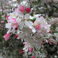 Close-up of pink flowers