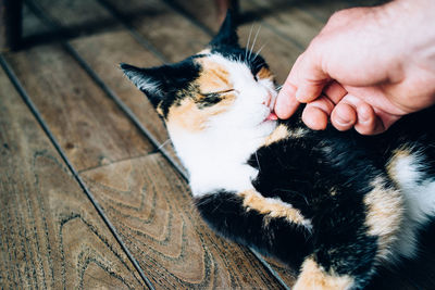 Close-up human hand touching cat