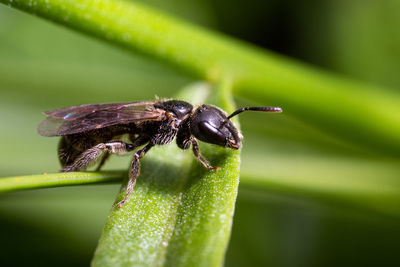 Close-up of insect on leaf