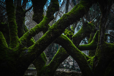 Full frame shot of tree trunk