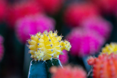 Close-up of pink flowering plant