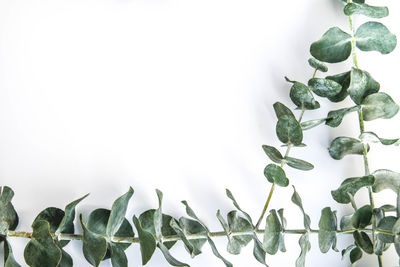 High angle view of leaves against white background