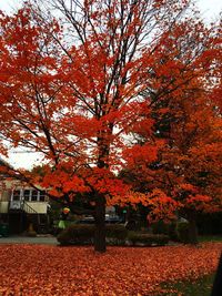 Autumn leaves in park