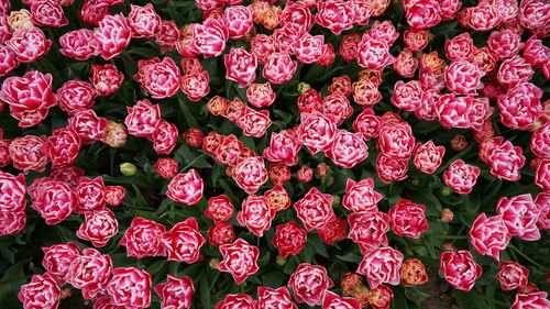 Full frame shot of plants