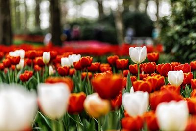 Close-up of red tulips in field