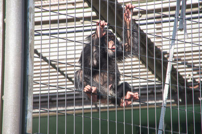 Monkey in cage