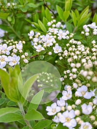 Close-up of white flowering plant