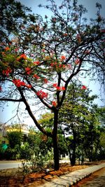 Trees against sky