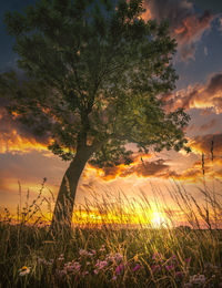 Trees on field against sky at sunset