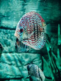 Close-up of fish swimming in aquarium 