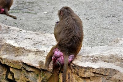 Monkey sitting on rock