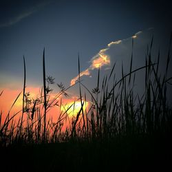 Silhouette plants on field against orange sky